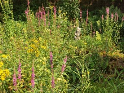wilde planten - Kattestaart en St. Janskruid in tuin met heemplanten